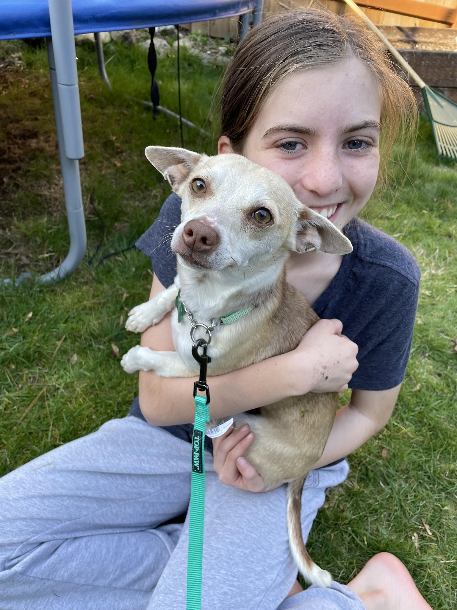 dog-for-adoption-duncan-pending-a-chihuahua-in-sequim-wa