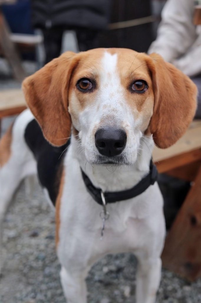 adoptable Dog in Seattle, WA named Sundae