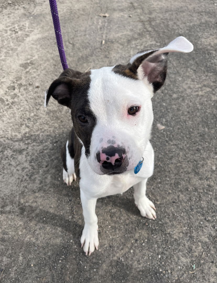 Dog For Adoption - Potato, A Terrier In Oak Harbor, Wa 