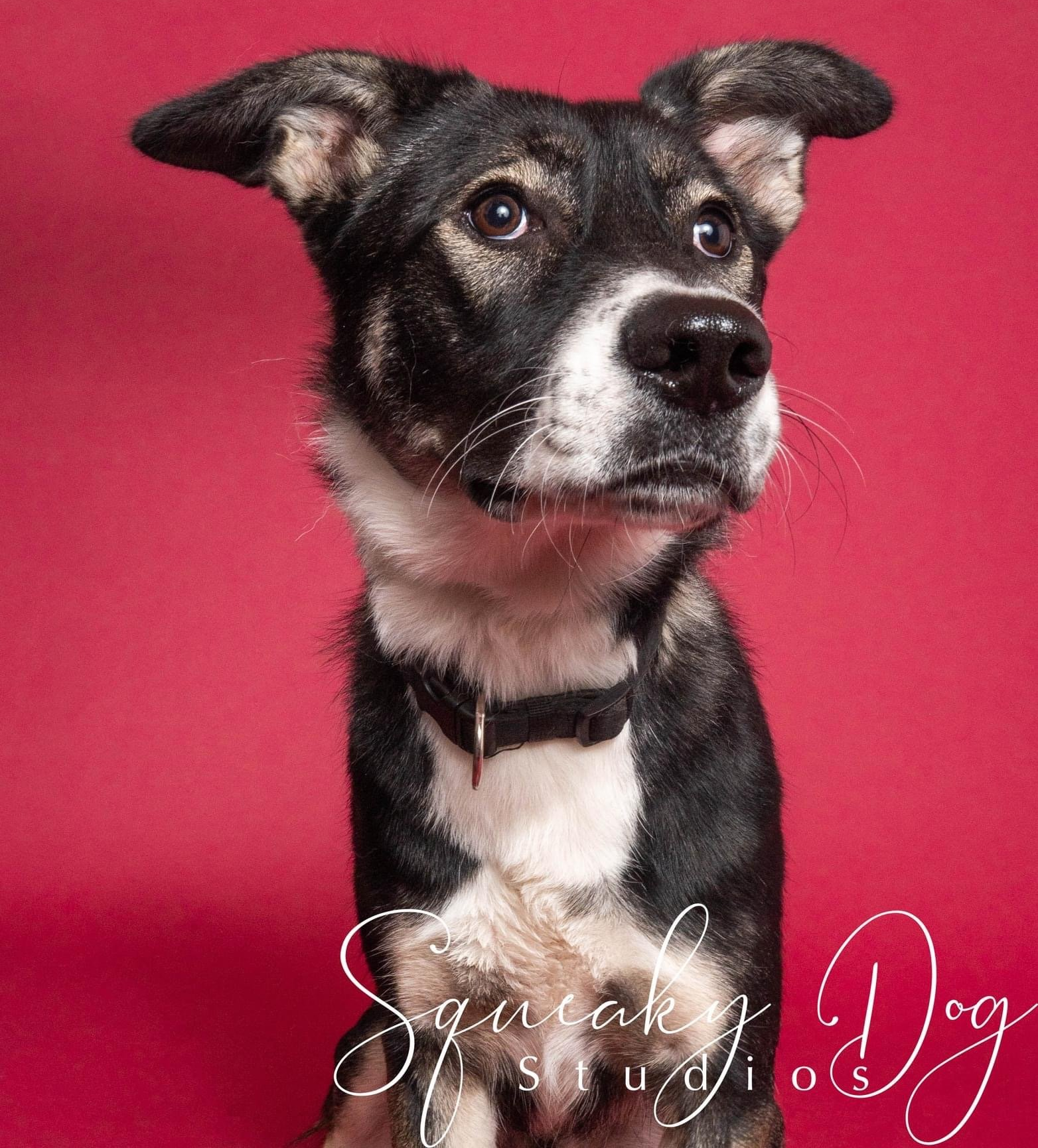 adoptable Dog in Seattle, WA named Harold