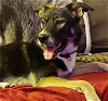 adoptable Dog in seattle, WA named Harold