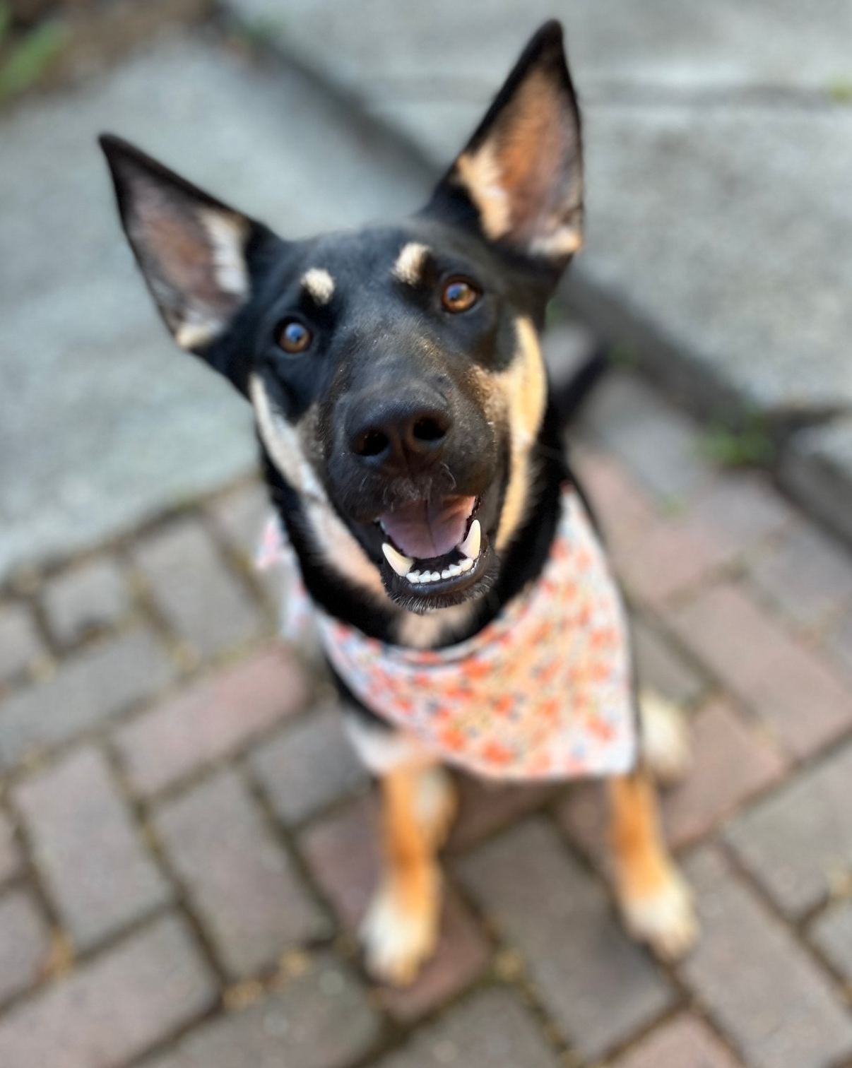 adoptable Dog in Seattle, WA named Carrot