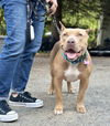 adoptable Dog in Seattle, WA named Ryder