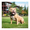 adoptable Dog in Seattle, WA named Ryder