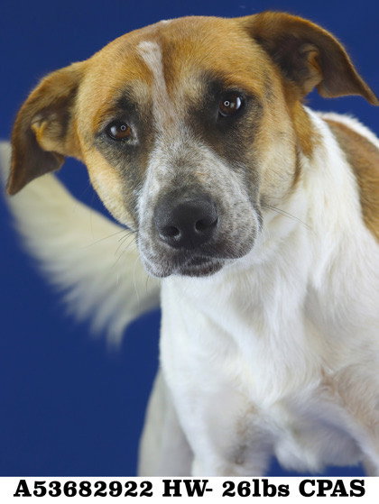 THOVEN - 2/9/26 - Australian Cattle Dog/Blue Heeler / Jack Russell Terrier available for adoption