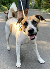 adoptable Dog in Seattle, WA named Thoven