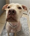 adoptable Dog in seattle, WA named * Betty - PENDING