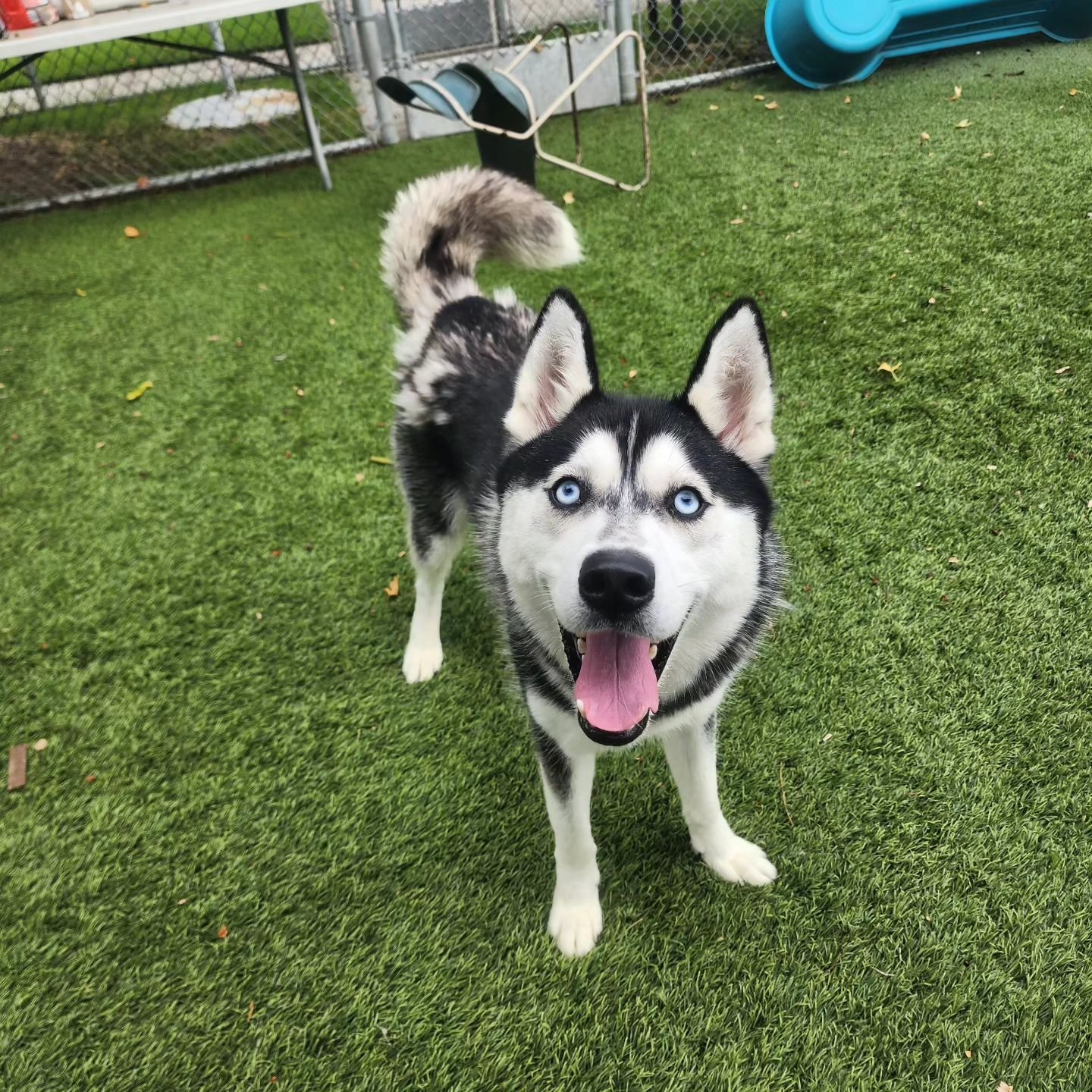 adoptable Dog in Seattle, WA named Marlo - HOLD