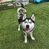 adoptable Dog in seattle, WA named Marlo - HOLD