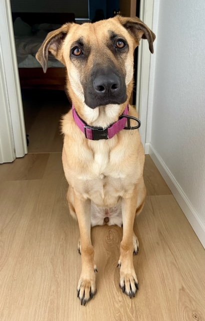 adoptable Dog in Seattle, WA named Kelly