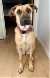 adoptable Dog in seattle, WA named Kelly
