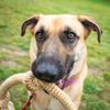 adoptable Dog in  named Kelly