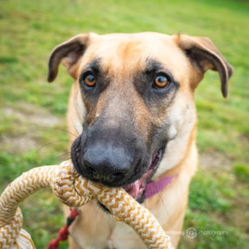KELLY - Shepherd available for adoption
