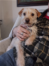 adoptable Dog in seattle, WA named Congee