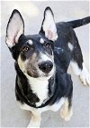 adoptable Dog in  named Eddie Ears