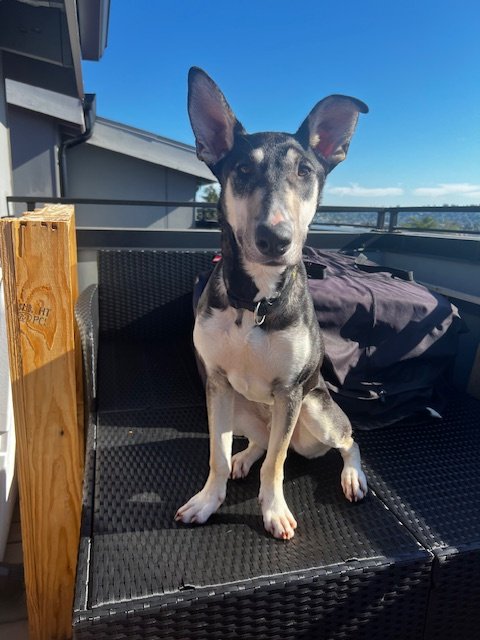 adoptable Dog in Seattle, WA named Eddie Ears