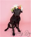 adoptable Dog in , WA named Pebbles