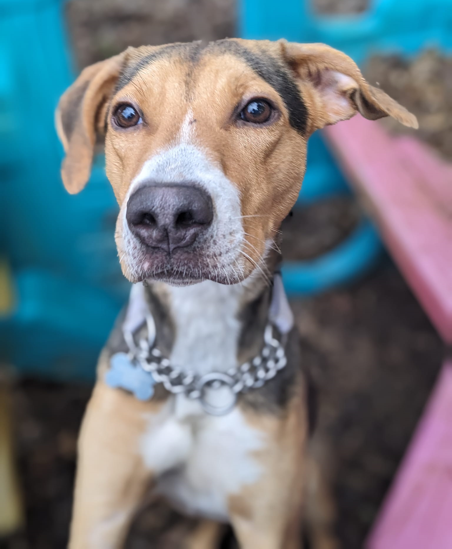 adoptable Dog in Seattle, WA named Max