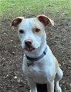 adoptable Dog in , WA named Opal