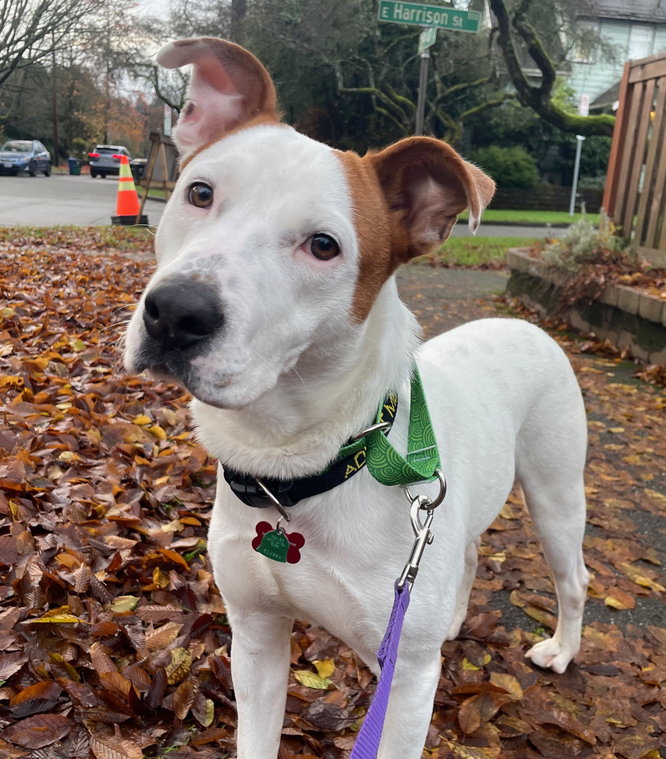 adoptable Dog in Seattle, WA named Ames