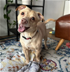 adoptable Dog in seattle, WA named Hap