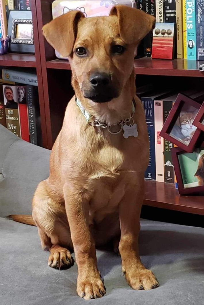 adoptable Dog in Seattle, WA named Brick
