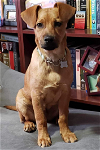 adoptable Dog in seattle, wa, WA named Brick