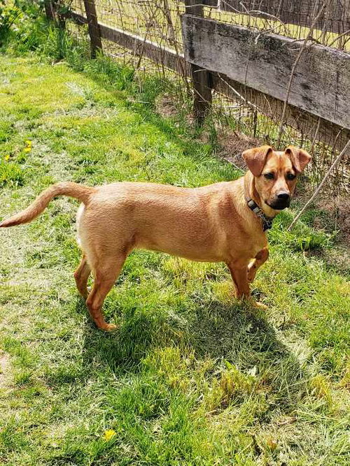 BRICK - Retriever / Hound available for adoption