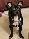 adoptable Dog in seattle, WA named Gully