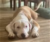 adoptable Dog in seattle, wa, WA named Buddy