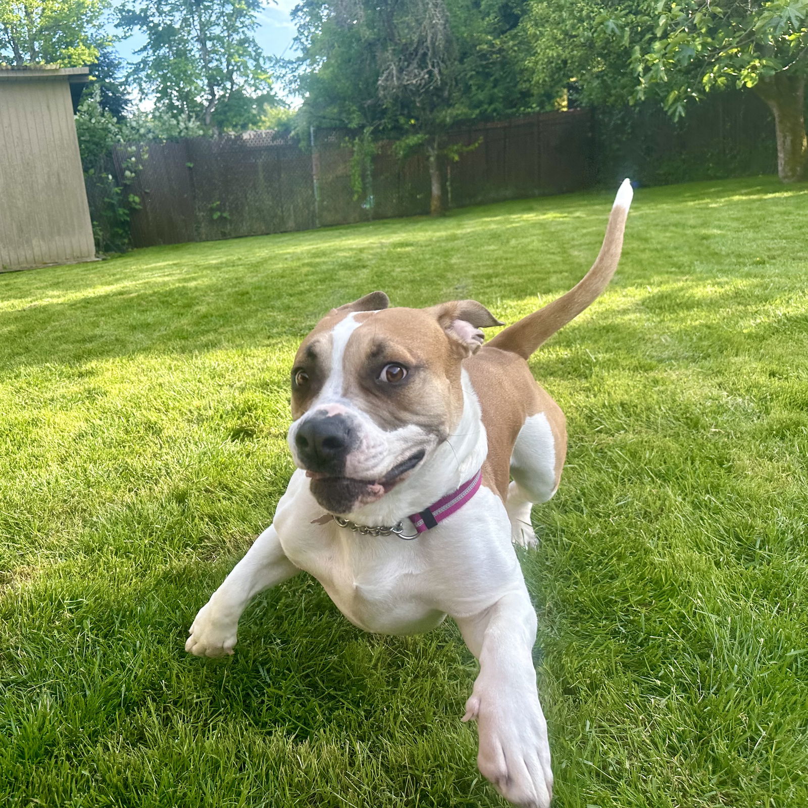 adoptable Dog in Seattle, WA named Goose