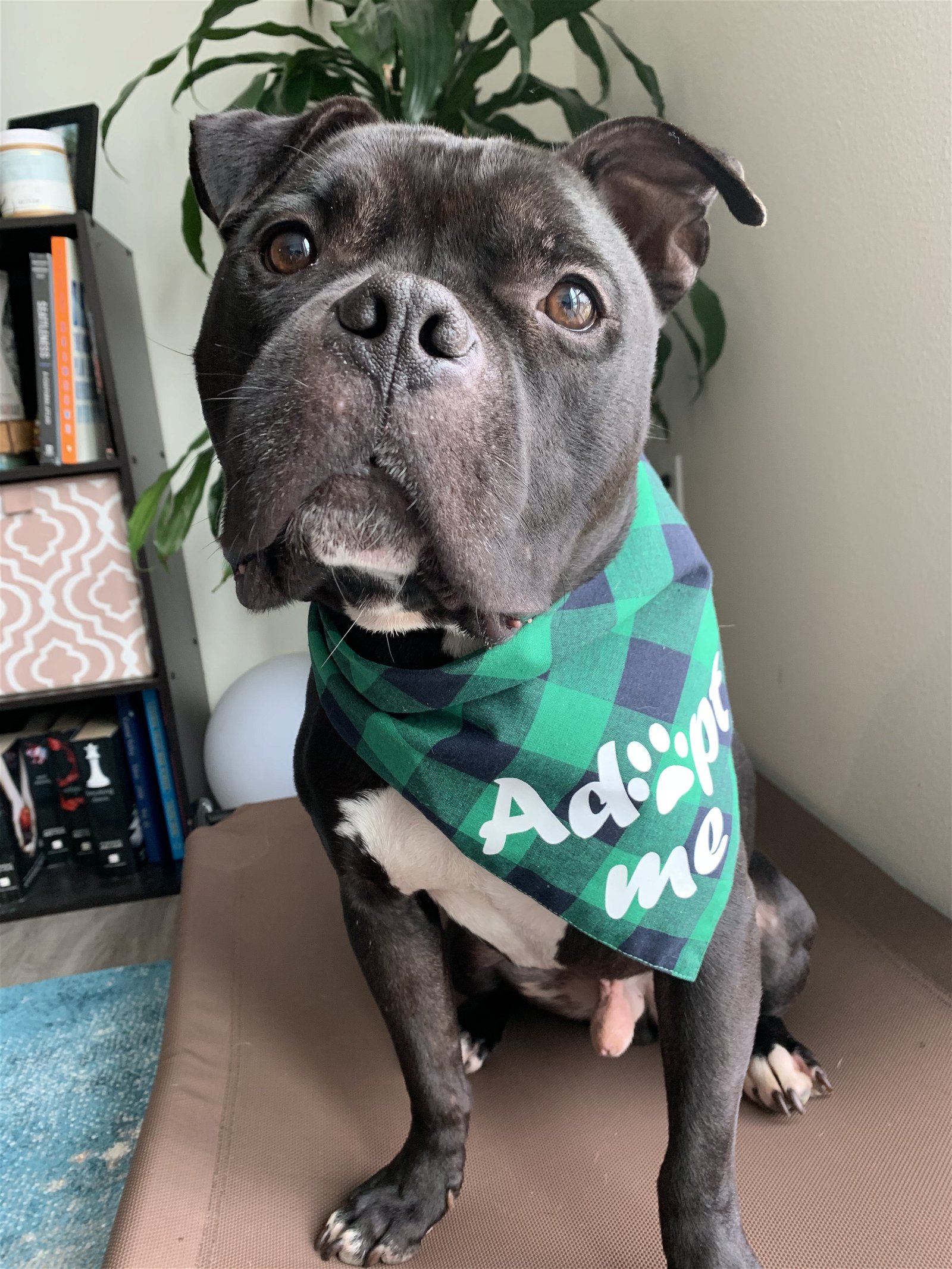 adoptable Dog in Seattle, WA named Otter