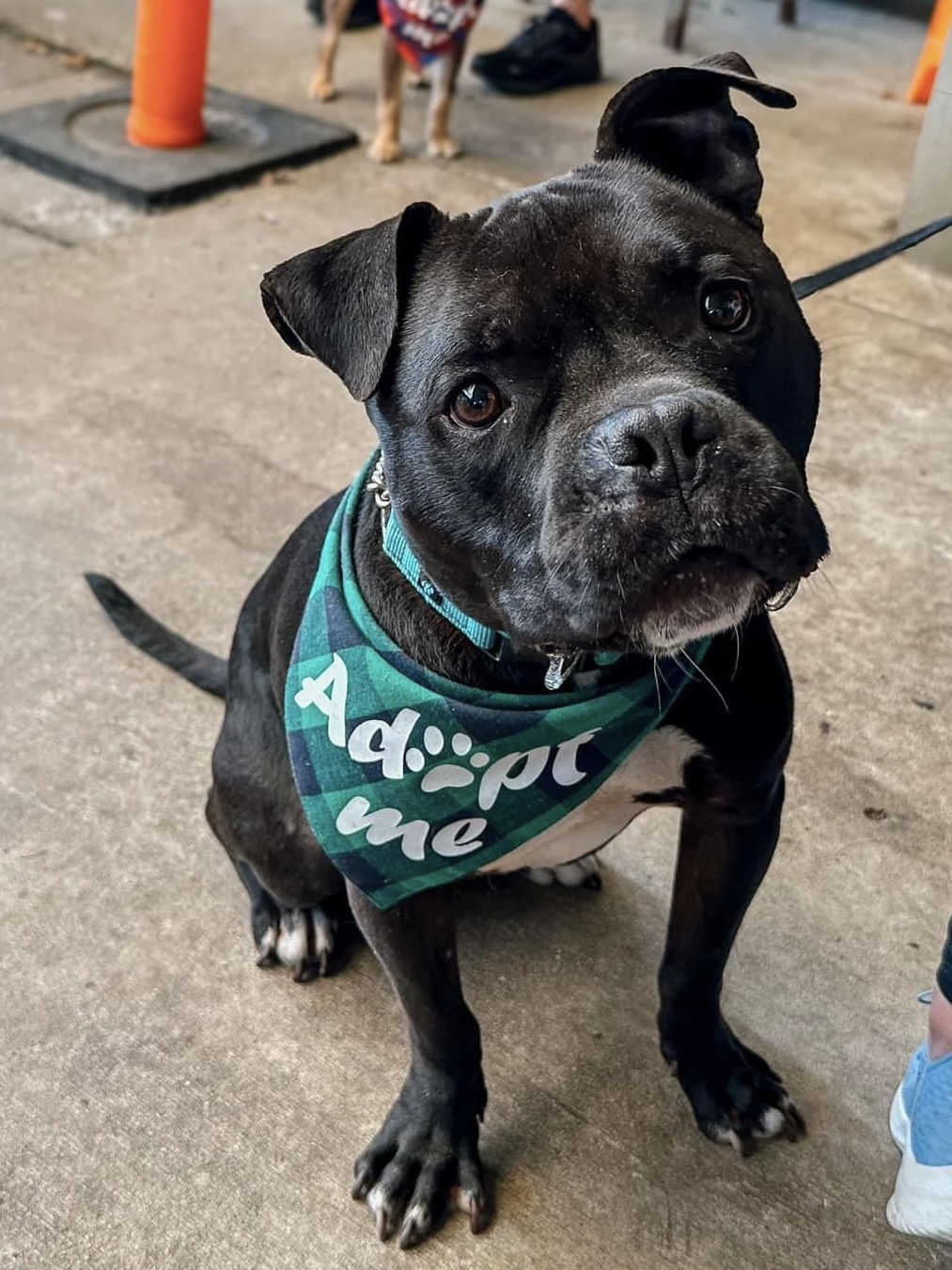 adoptable Dog in Seattle, WA named Otter