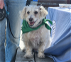 adoptable Dog in seattle, WA named Junior