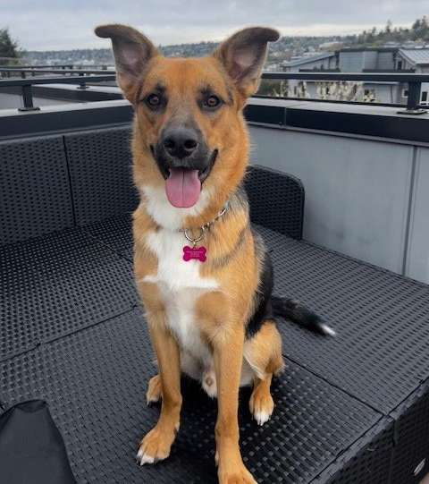adoptable Dog in Seattle, WA named Brad