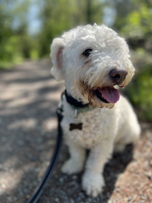 picture of the dog needing adoption
