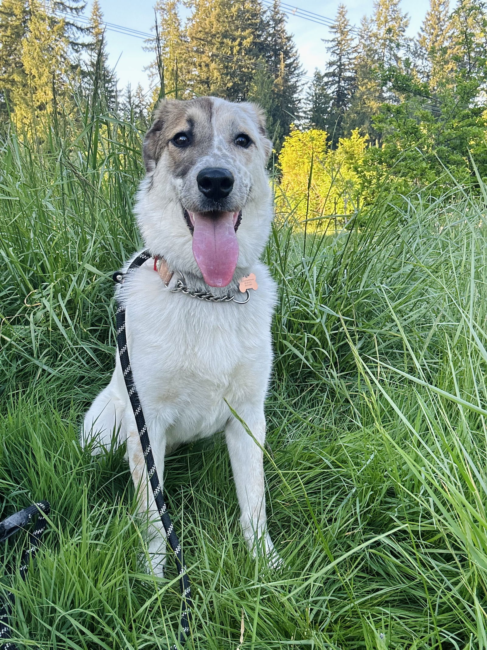 adoptable Dog in Seattle, WA named Raven