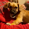 adoptable Dog in , Unknown named * Bo Peep - Adoption Pending