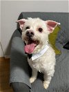 adoptable Dog in seattle, WA named Maestro