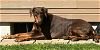 adoptable Dog in seattle, WA named Rose