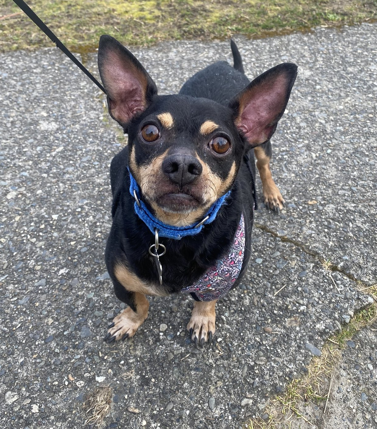 adoptable Dog in Seattle, WA named Coco