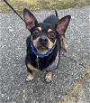 adoptable Dog in , WA named Coco