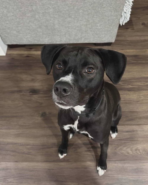 picture of the dog needing adoption
