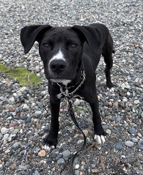 LOUIE - Terrier available for adoption
