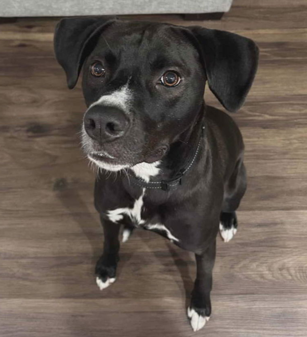 Louie