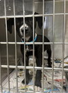 Louie - Photo 4