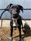 adoptable Dog in , WA named Rosie