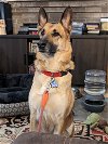 adoptable Dog in seattle, WA named Petra