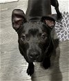 adoptable Dog in , Unknown named * Poe - Adoption Pending