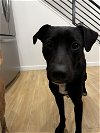 adoptable Dog in , WA named Nellie